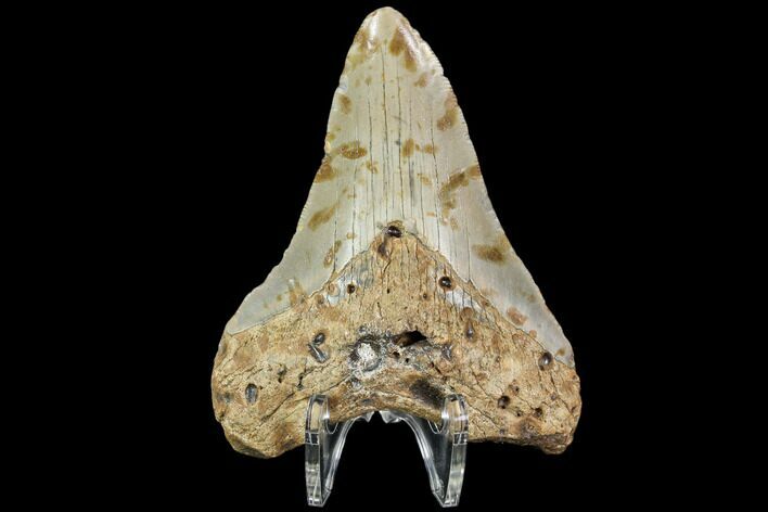 Fossil Megalodon Tooth - North Carolina #108901